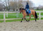 Verzorgpaard gezocht, Dieren en Toebehoren, Paarden