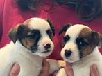 Jack russell pups ruwharig mini, Dieren en Toebehoren, Honden | Jack Russells en Terriërs, België, Particulier, Jack Russell Terriër