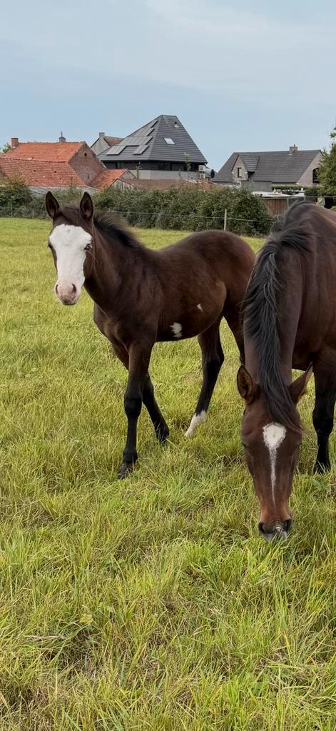 Overo, Dieren en Toebehoren, Paarden, Hengst, Niet van toepassing, Minder dan 160 cm, 0 tot 2 jaar, Westernpaard, Met stamboom