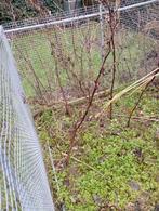 Gratis Frambozen planten, Enlèvement