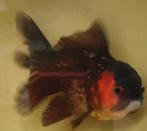 Oranda Tri-color, Dieren en Toebehoren, Vis, Zoetwatervis, Schoolvis