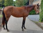 Zeer mooie 2-jarige Don't Touch Tiji Hero merrie, Dieren en Toebehoren, Paarden, Merrie, Springpaard, Gechipt, 0 tot 2 jaar