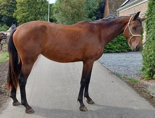 Zeer mooie 2-jarige Don't Touch Tiji Hero merrie, Dieren en Toebehoren, Paarden, Merrie, Onbeleerd, 165 tot 170 cm, 0 tot 2 jaar