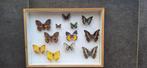 Frame met vlinders, 50 tot 75 cm, Nieuw, Ophalen of Verzenden, 50 tot 75 cm