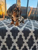 Teckel pups, Dieren en Toebehoren, België, Particulier, 8 tot 15 weken, Korthaar