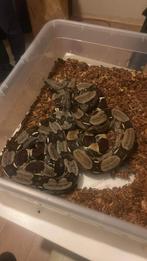 Boa constructor constructor guyanna f1, Dieren en Toebehoren, Reptielen en Amfibieën, Slang, Tam, 3 tot 6 jaar