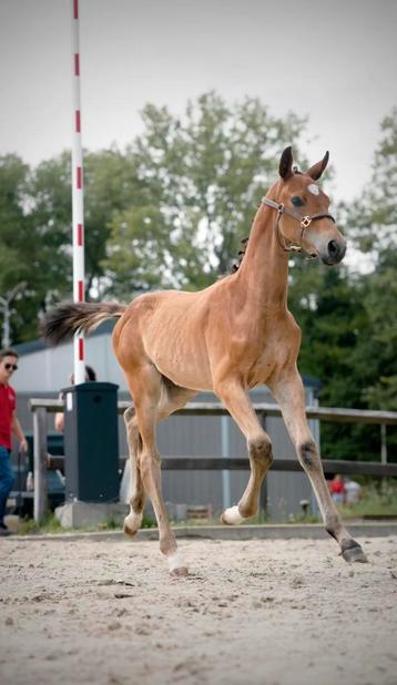 Elegant hengstenveulen van Don VHP (1m65) beschikbaar voor biedingen