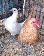 Kippen, koppeltje Serama krielen, Dieren en Toebehoren, Kip