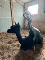 Alpaca hengst ter dekking, Dieren en Toebehoren, Overige Dieren, Mannelijk