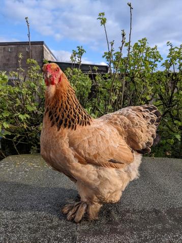 Twee Brahma kriel hennetjes  beschikbaar voor biedingen