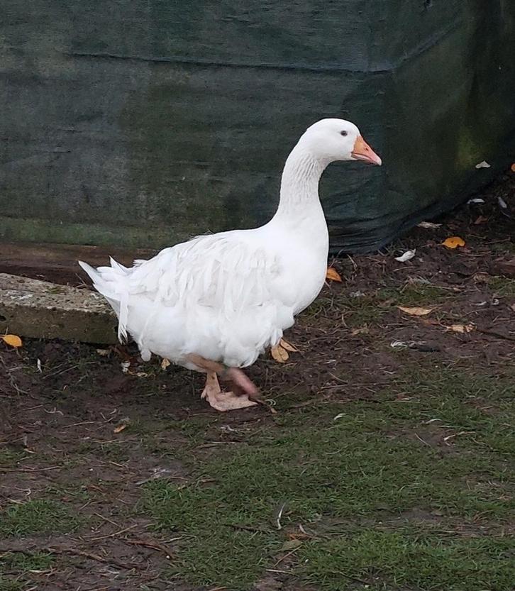 Sebastopol krulveer ganzen koppel 2025 natuurbroed overwant, Dieren en Toebehoren, Pluimvee