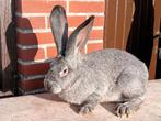 vrouwelijk konijn (vlaamse reus), Dieren en Toebehoren, Vrouwelijk, Groot, 0 tot 2 jaar