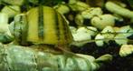 Asolene slakken, Dieren en Toebehoren, Vissen | Aquariumvissen, Slak of Weekdier, Zoetwatervis