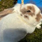 Handtamme Nederlandse hangoordwerg konijnen, Dieren en Toebehoren, Konijnen, Dwerg, Vrouwelijk, 0 tot 2 jaar, Hangoor