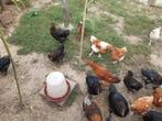 Haan, Dieren en Toebehoren, Pluimvee, Mannelijk, Kip
