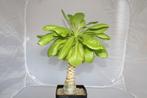 Hawaiiaanse palm (Brighamia insignis), Huis en Inrichting, Kamerplanten, Palm, Ophalen of Verzenden, In pot, Minder dan 100 cm