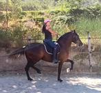 Spaanse raszuivere merrie, Dieren en Toebehoren, Paarden, Merrie, M, Dressuurpaard, 3 tot 6 jaar
