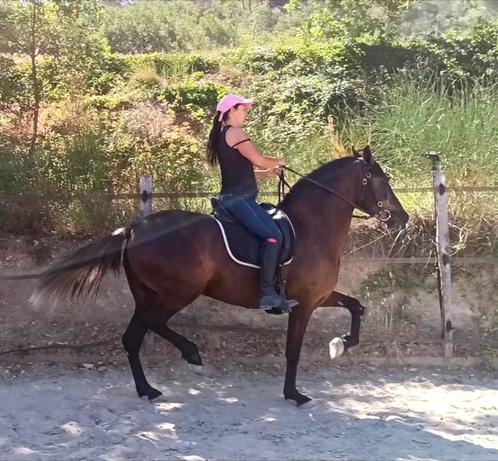Spaanse raszuivere merrie, Dieren en Toebehoren, Paarden, Merrie, M, 160 tot 165 cm, 3 tot 6 jaar, Dressuurpaard, Met stamboom