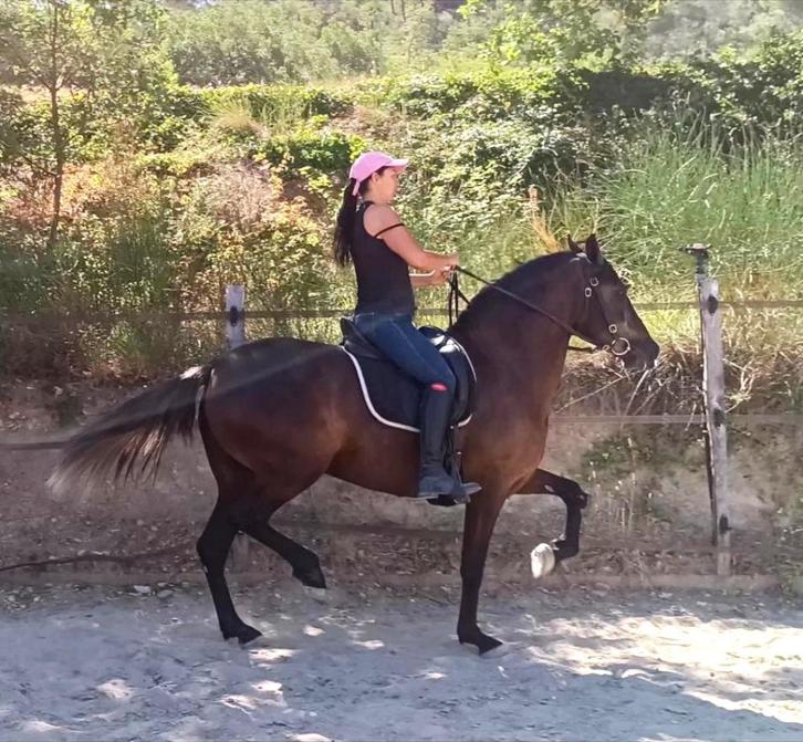 Spaanse raszuivere merrie, Dieren en Toebehoren, Paarden, Merrie, M, 160 tot 165 cm, 3 tot 6 jaar, Dressuurpaard, Met stamboom