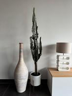 Euphorbia Eritrea cactus 140cm zonder pot gemeten, Huis en Inrichting, Ophalen, Cactus