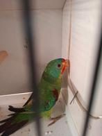 Swift parkiet, Dieren en Toebehoren, Vogels | Parkieten en Papegaaien, Mannelijk, Parkiet, Geringd