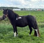 Lieve en knappe 2,5 jarige zwart bonte merrie, Dieren en Toebehoren, Merrie, Niet van toepassing, 0 tot 2 jaar, A pony (tot 1.17m)