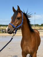 Super Knappe D pony, Hongre, Poney D (1.37 m à 1.48m), 3 à 6 ans