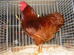Wyandotte krielen, Dieren en Toebehoren, Pluimvee
