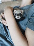 Lieve tamme Fret te koop, Dieren en Toebehoren, Overige Dieren, Januari, Vrouwelijk