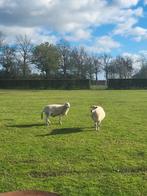 Easy care schapen Vrouwelijke dieren, Dieren en Toebehoren, Vrouwelijk, Schaap, 0 tot 2 jaar