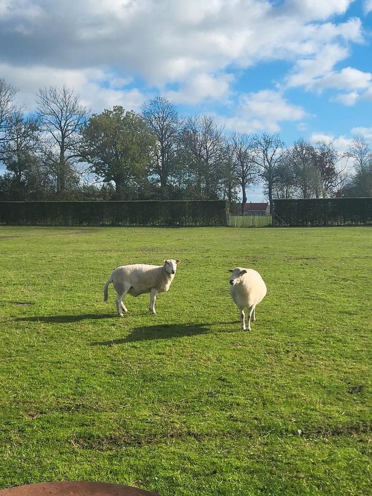 Easy care schapen Vrouwelijke dieren, Dieren en Toebehoren, Schapen, Geiten en Varkens, Schaap, Vrouwelijk, 0 tot 2 jaar