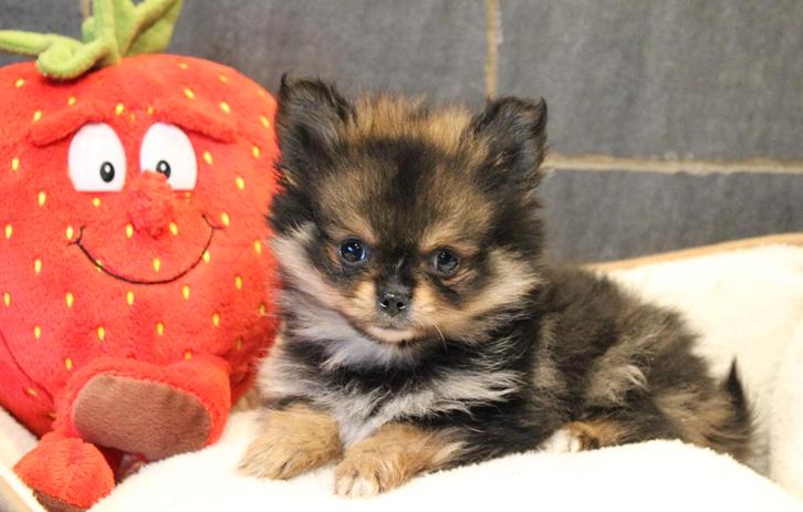 Chiots Pomchi, Animaux & Accessoires, Chiens | Huskys, Loulous & Types primitifs, Plusieurs animaux, Loulou, Éleveur | Professionnel