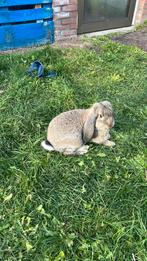 Dit is een franse hanghoor en is een ram, Dieren en Toebehoren, Konijnen, Mannelijk, Middelgroot, Hangoor