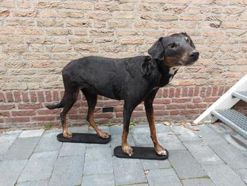 Nettoyage unique par taxidermie pour chien en peluche, crâne disponible aux enchères