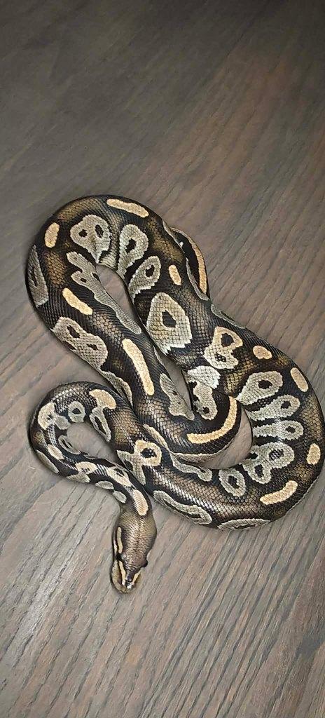 Ball python mannen, Animaux & Accessoires, Reptiles & Amphibiens, Serpent, 3 à 6 ans, Domestique