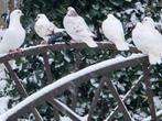 DUIVEN, Animaux & Accessoires, Oiseaux | Pigeons, Sexe inconnu, Autres espèces