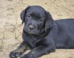 Zwarte labrador pups, België, Fokker | Hobbymatig, CDV (hondenziekte), 8 tot 15 weken