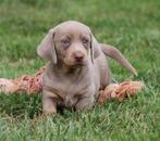 Teckel pup Isabella-tan korthaar, Dieren en Toebehoren, België, Reu, CDV (hondenziekte), 8 tot 15 weken
