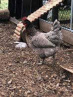 Mooie grijze legkip, Dieren en Toebehoren, Pluimvee, Vrouwelijk, Kip