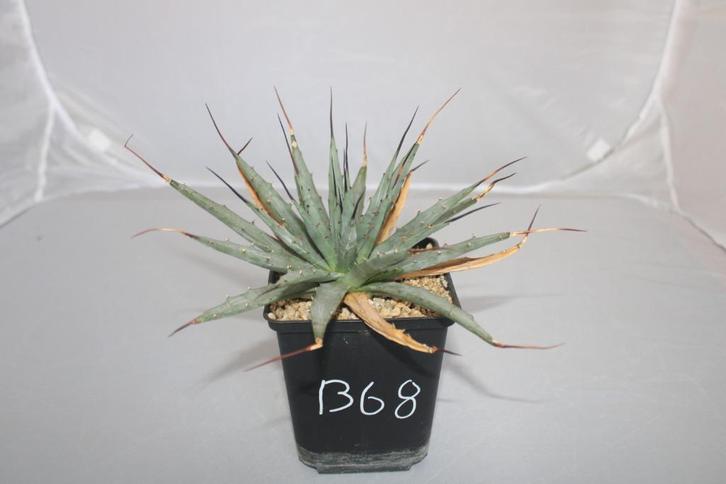 Agave utahensis, Huis en Inrichting, Kamerplanten, Vetplant, Minder dan 100 cm, Groene kamerplant, Volle zon, Ophalen of Verzenden