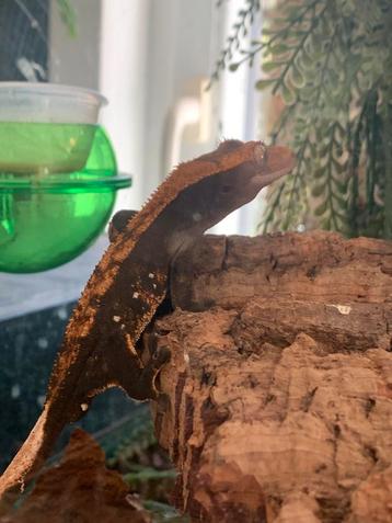 Verschillende nakweek wimpertjes beschikbaar voor biedingen