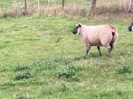 Ooi bleu du Maine van 2024 gedekt op 10/08/2025, Dieren en Toebehoren, Schapen, Geiten en Varkens