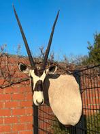 Super taxidermie oryx, Ophalen