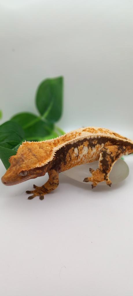 PROVEN Black base Tricolor Emptyback wimpergekko vrouw, Animaux & Accessoires, Reptiles & Amphibiens, Lézard, 0 à 2 ans, Domestique