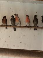 Mexicanse roodmus, Dieren en Toebehoren, Vogels | Kanaries
