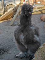 Haantje zijdehoender kriel, Dieren en Toebehoren, Pluimvee, Mannelijk, Kip