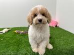 Cavapoo pups, Dieren en Toebehoren, België, 8 tot 15 weken, CDV (hondenziekte), Meerdere
