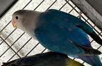 agapornis, Dieren en Toebehoren, Mannelijk, Dwergpapegaai of Agapornis, Geringd