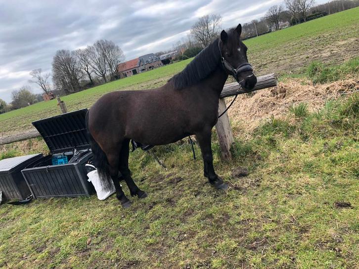 Allround new forest c-pony te koop, Animaux & Accessoires, Poneys, Jument, B, Poney C (1.27 m à 1.37m), Poney de saut, 11 ans ou plus