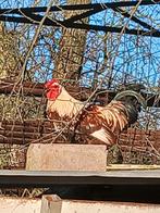 Gratis haan, Dieren en Toebehoren